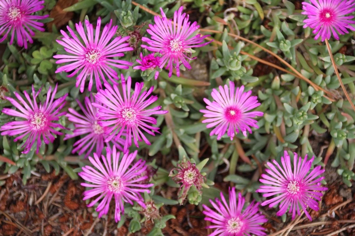 Hvilke blomster å plante på graven / foto pexels.com