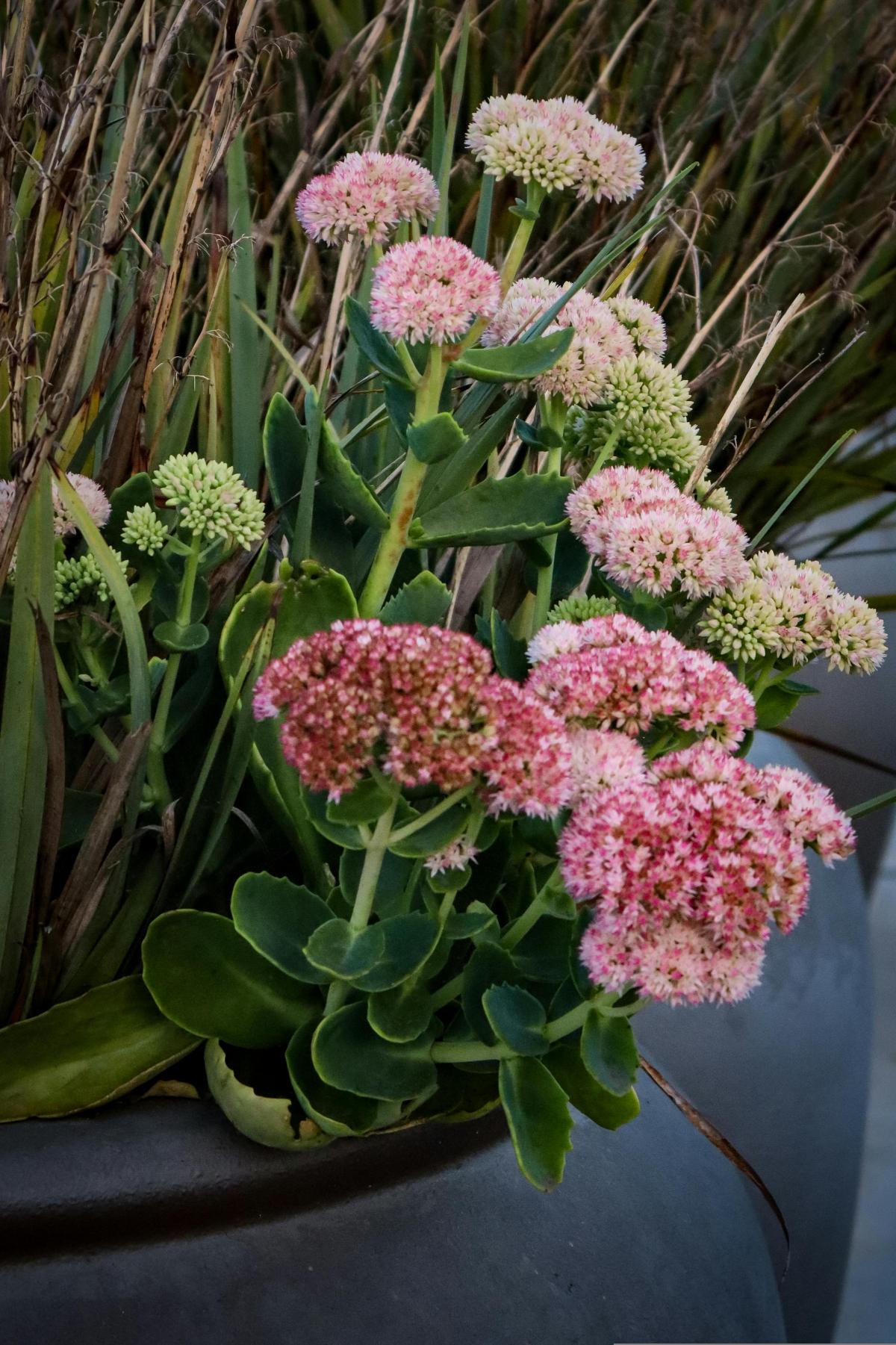 Hvilke blomster å plante på kirkegården for å blomstre hele sommeren / foto pexels.com