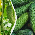 Agurker varer til frost: hvilke varianter som kan sås i