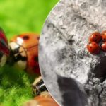 Avlet og sluppet fra fly: Etter gresshopper angripes Ukraina av