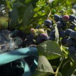 Blåbær tåler frost: gartneren avslørte de viktigste høstpleiehemmelighetene