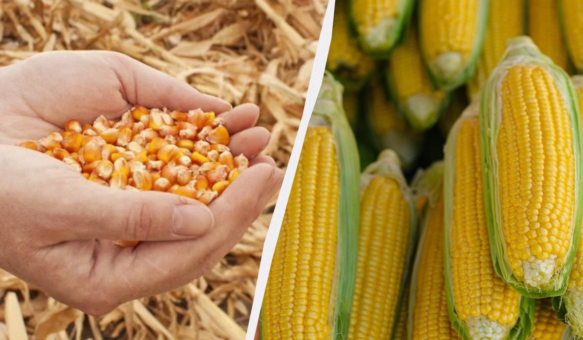 Den beste perioden å så mais i 2025: ikke gå glipp av det