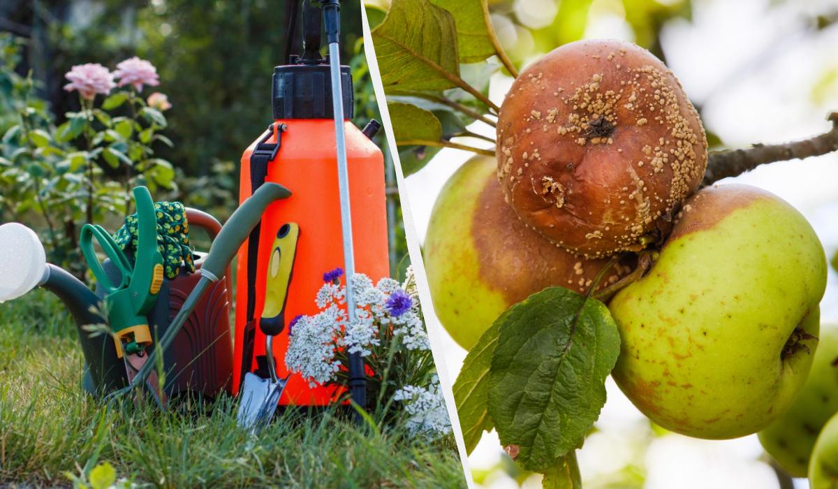 Etter denne behandlingen sluttet eplene å råtne: et livreddende middel med 3 ingredienser