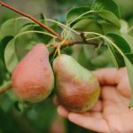 Hvordan beskjære et pæretre riktig for å få en enorm