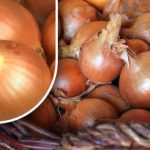 Hvordan bevare løk slik at de ikke spirer før sommeren: