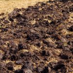 Innhøstingen blir dobbelt så stor: hva slags gjødsel erfarne grønnsaksgartnere