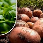 Jorden blir som lo: en gartner fortalte hva han skulle