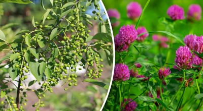 Og du trenger ikke værmelding: Hvilke planter forutsier regn?