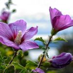 Slik beskjærer du hibiskus riktig for å få en frodig