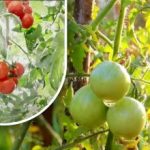 To hundre gram og de er modne: en grønnsaksdyrker delte