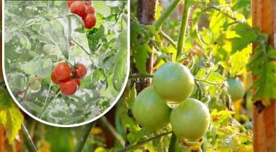 To hundre gram og de er modne: en grønnsaksdyrker delte bestefarens metode uten kjemikalier