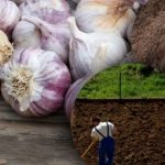 Vinterløk liker det ikke: gartner oppdaget hemmeligheten bak den perfekte